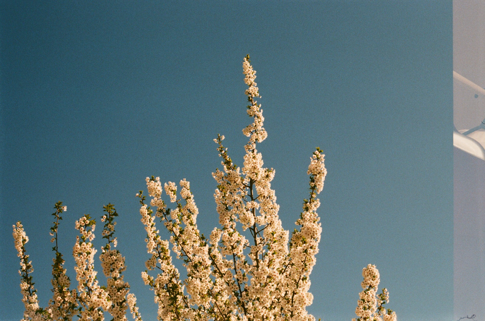 Wheat Field