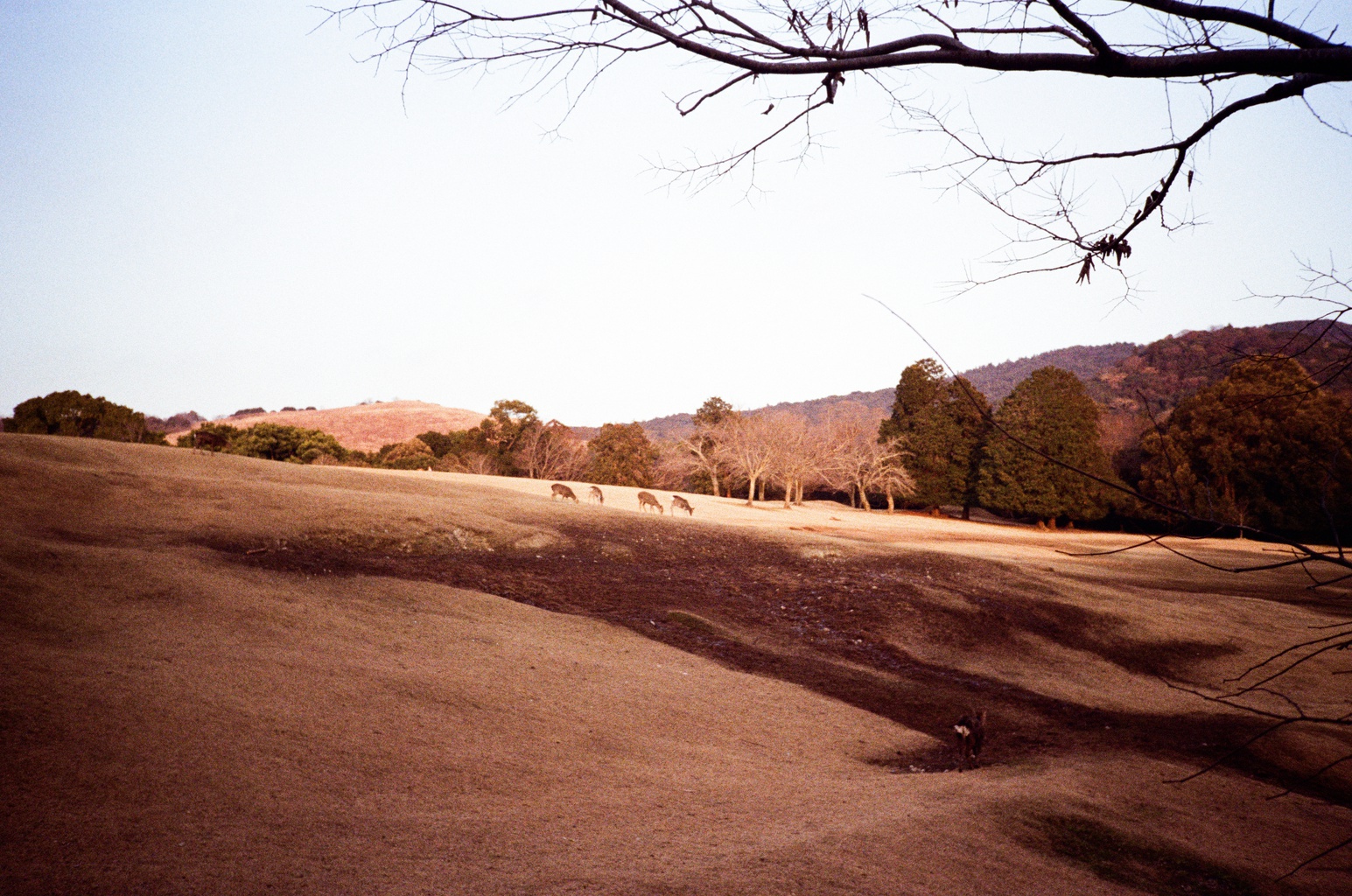 Desert/vegetation