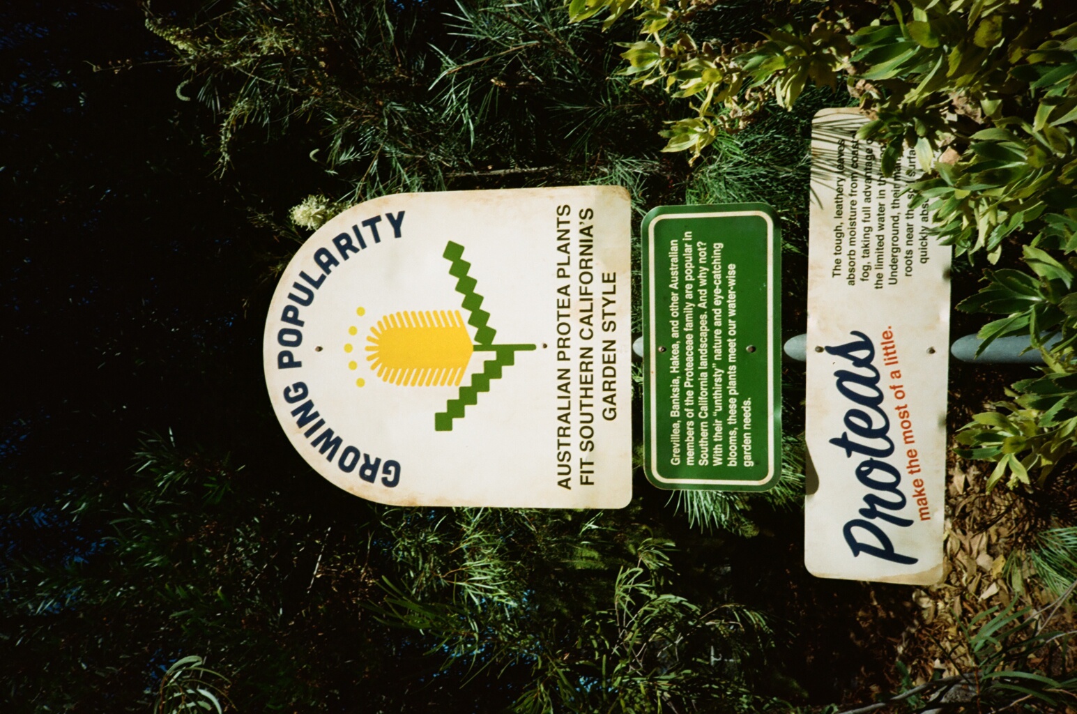 Rainforest