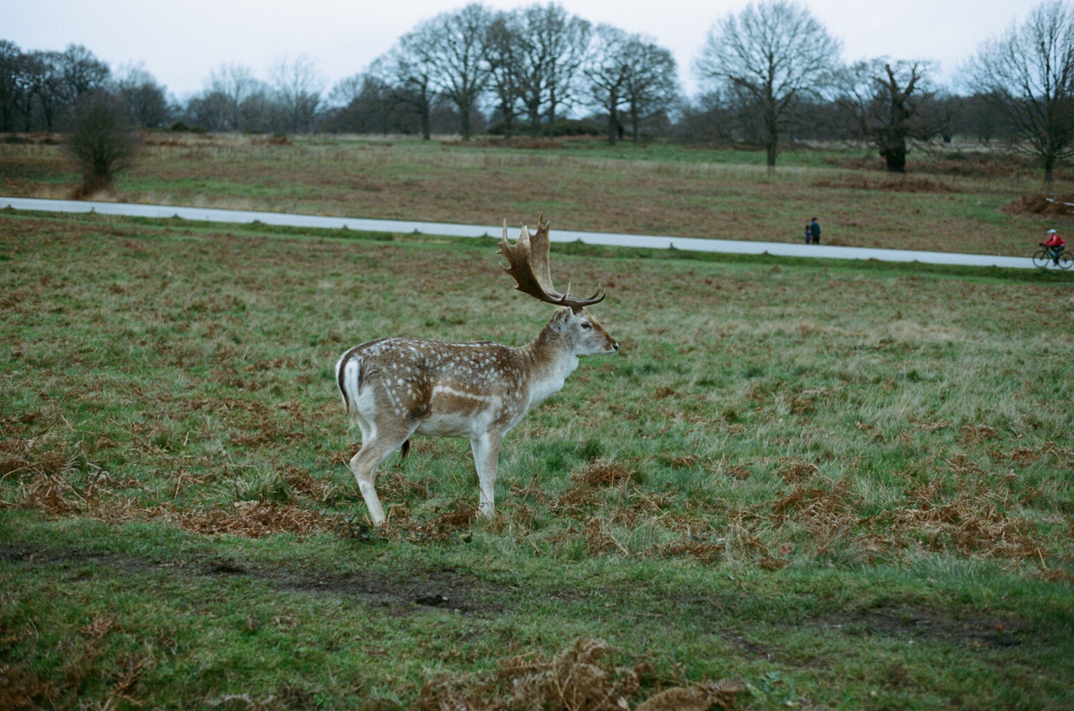 Pasture