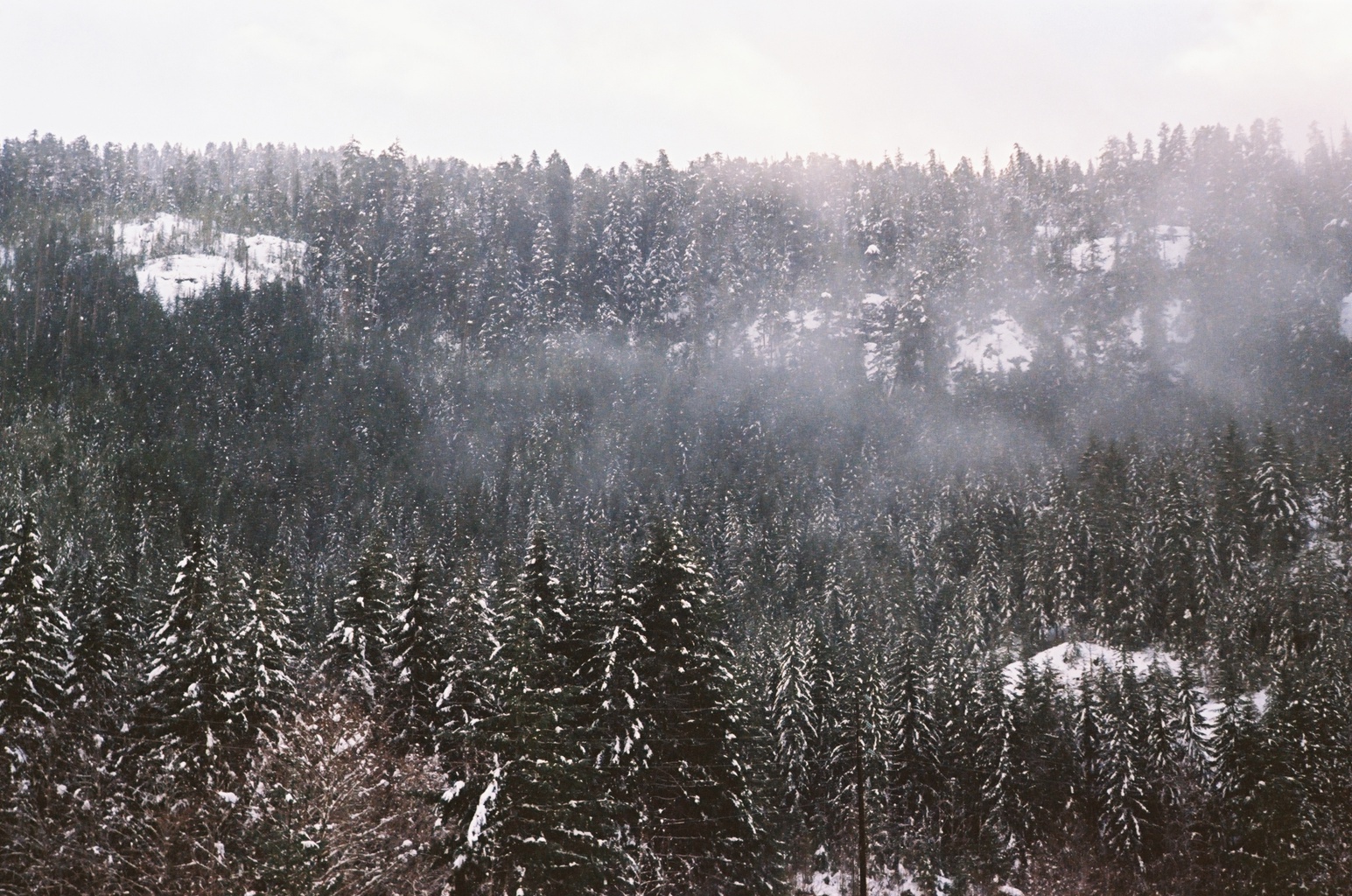 Tree Farm