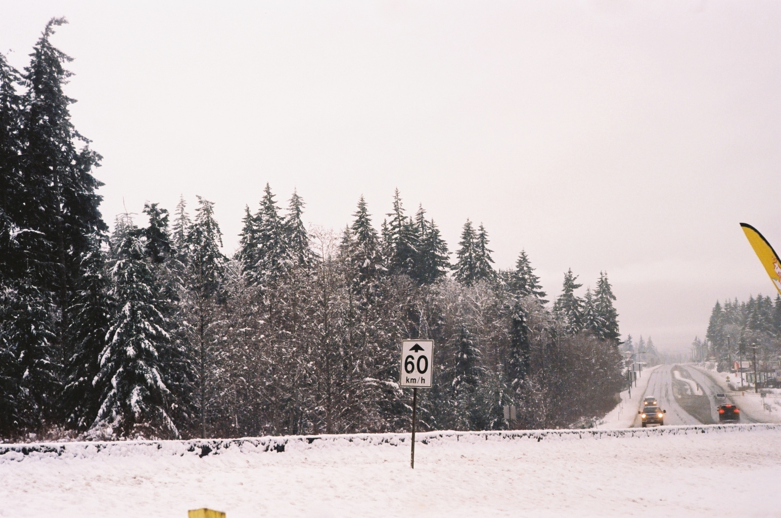 Tree Farm